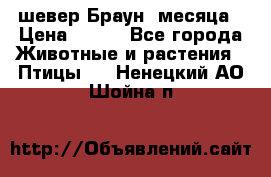 шевер Браун 2месяца › Цена ­ 200 - Все города Животные и растения » Птицы   . Ненецкий АО,Шойна п.